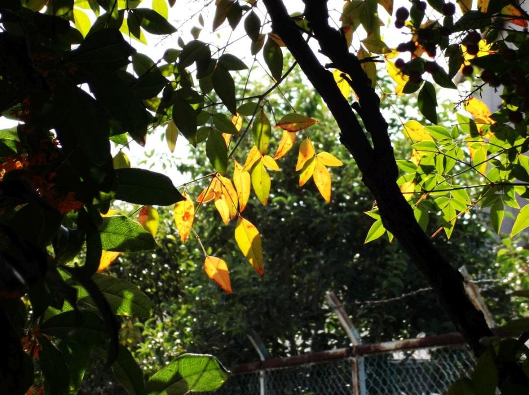 FUJIFILM FINEPIX JX660 試写あり バッテリー付き 中古品