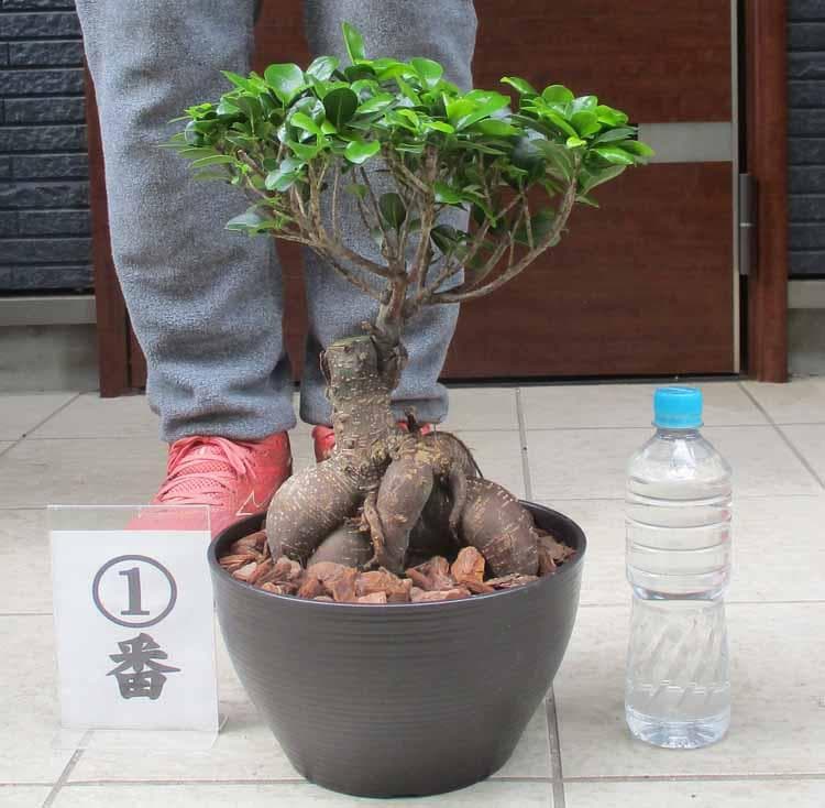 【現品】多幸の木　ガジュマル　ガジュマルの木　８号鉢　Ⅰ