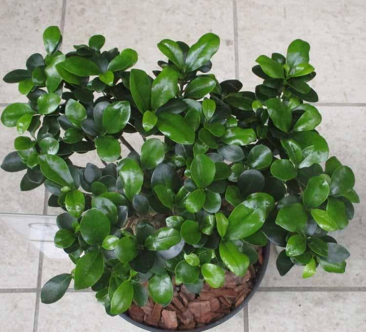 【現品】多幸の木　ガジュマル　ガジュマルの木　８号鉢　Ⅰ