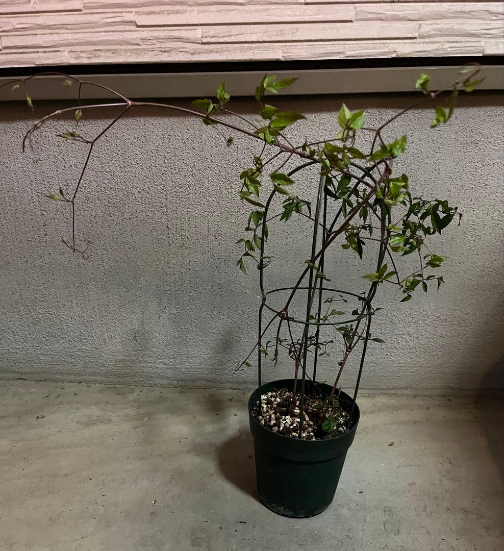 クレマチス　ピーターパン　５号鉢　ヴィオルナ系　壺型 正規品