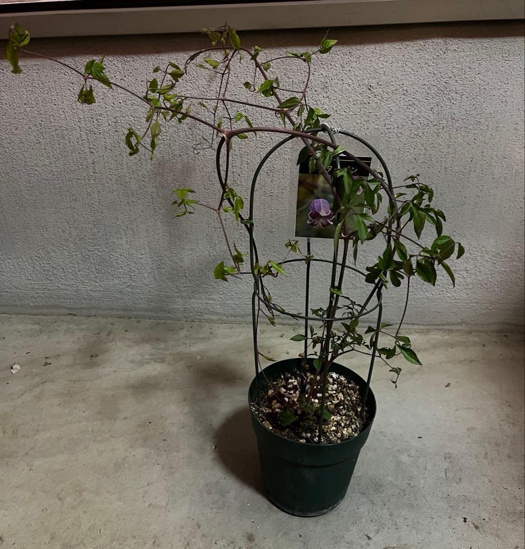 クレマチス　ピーターパン　５号鉢　ヴィオルナ系　壺型 正規品