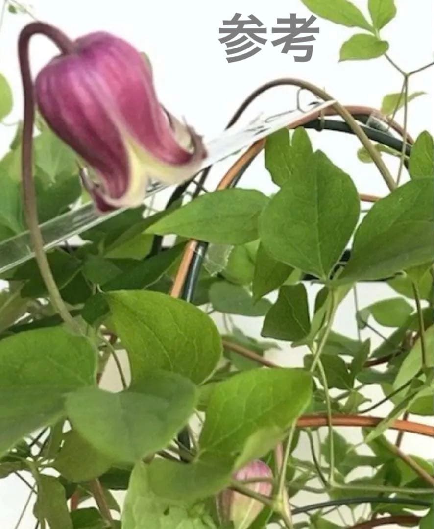 クレマチス　ピーターパン　５号鉢　ヴィオルナ系　壺型 正規品