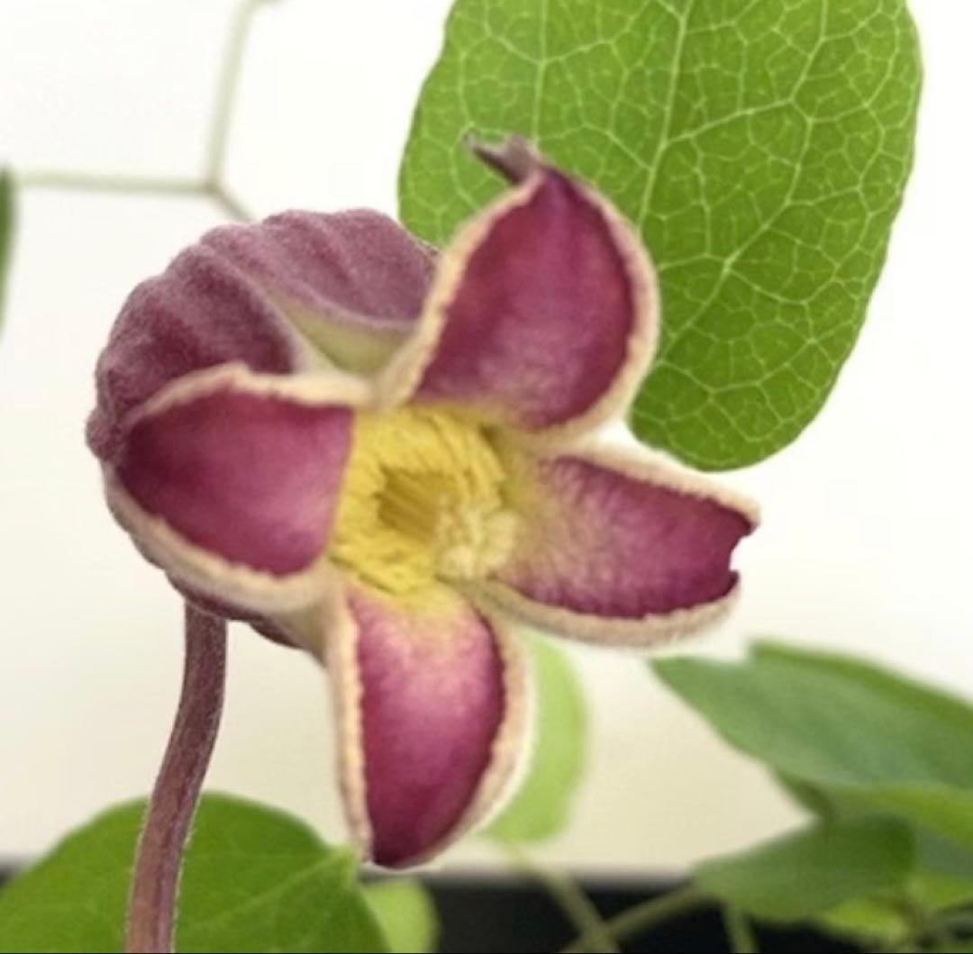 クレマチス　ピーターパン　５号鉢　ヴィオルナ系　壺型 正規品