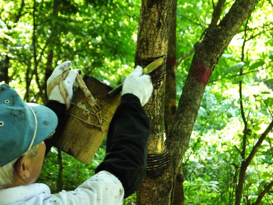 （限定） 人気！ 国産漆　端反椀　 浄法寺塗 お椀 日本製 三浦春馬