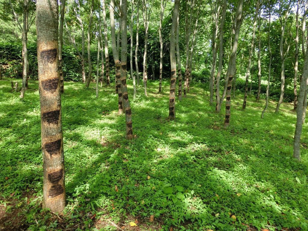 （限定） 人気！ 国産漆　端反椀　 浄法寺塗 お椀 日本製 三浦春馬