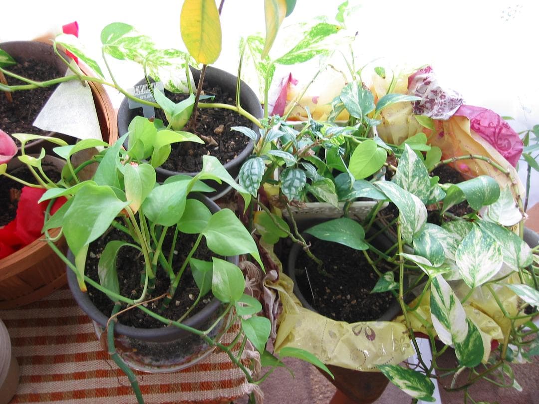 良品 撮影画像あり　Canon　PowerShot S30　付属品あり　液晶綺麗