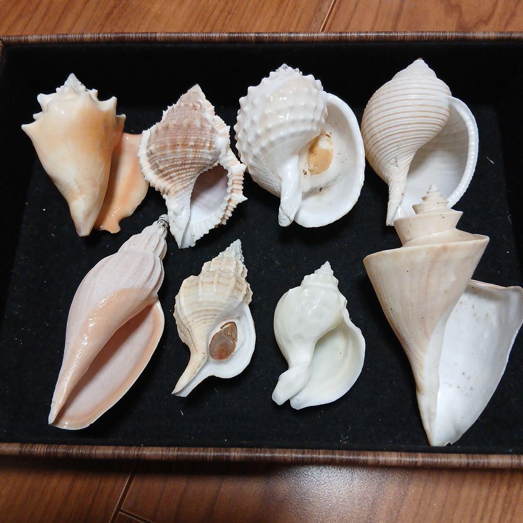 貝殻まとめ売り⑱