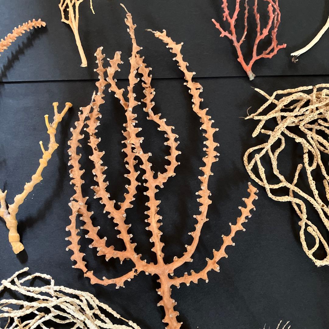 最終値下げ　高知県産珊瑚セット