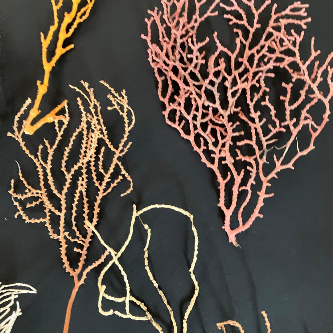 最終値下げ　高知県産珊瑚セット