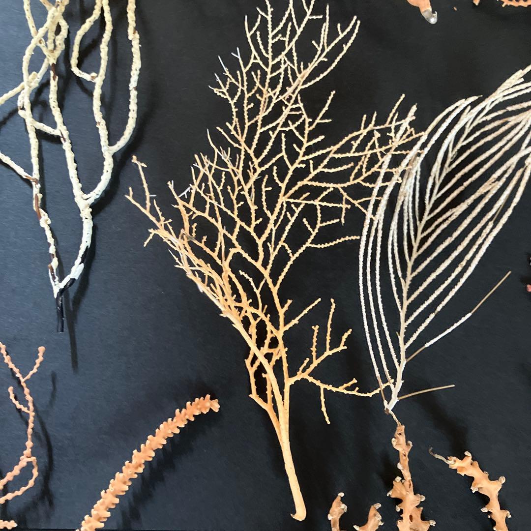 最終値下げ　高知県産珊瑚セット