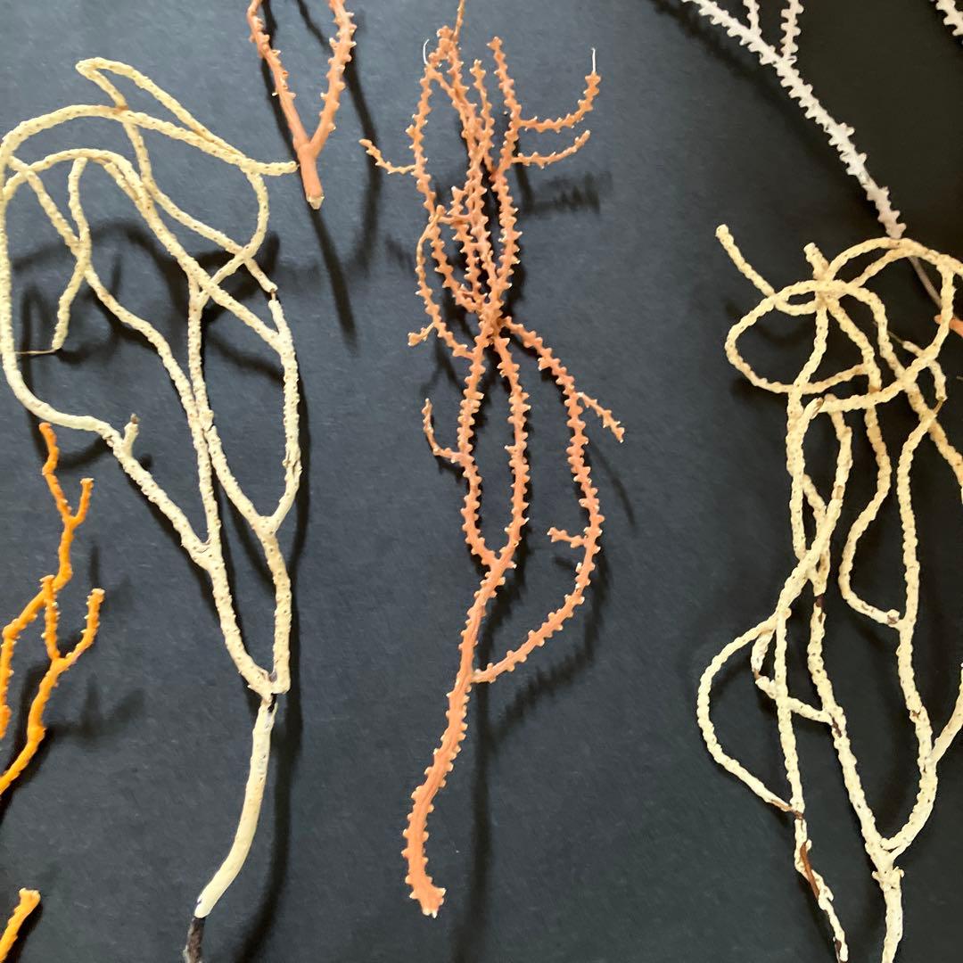 最終値下げ　高知県産珊瑚セット