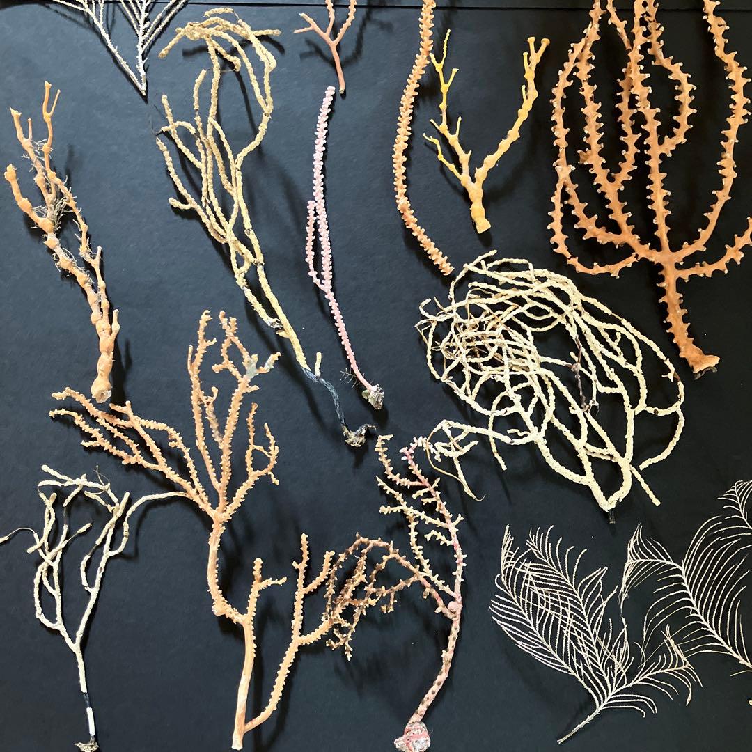 最終値下げ　高知県産珊瑚セット