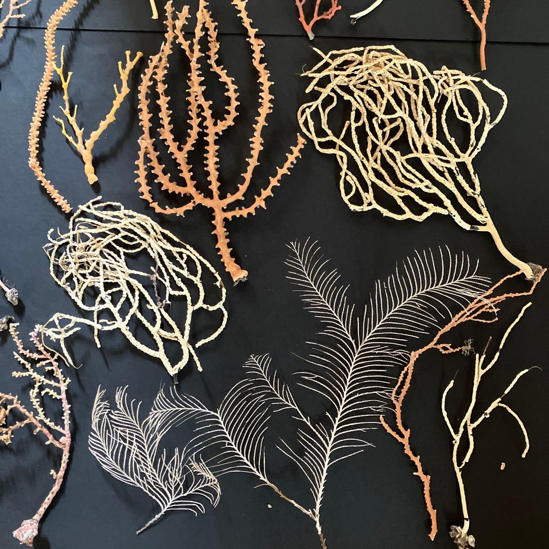 最終値下げ　高知県産珊瑚セット