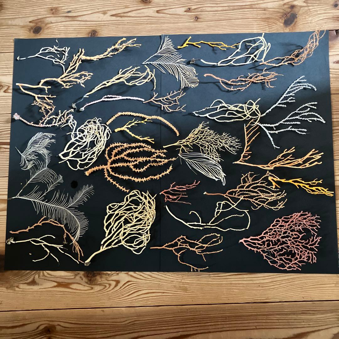 最終値下げ　高知県産珊瑚セット