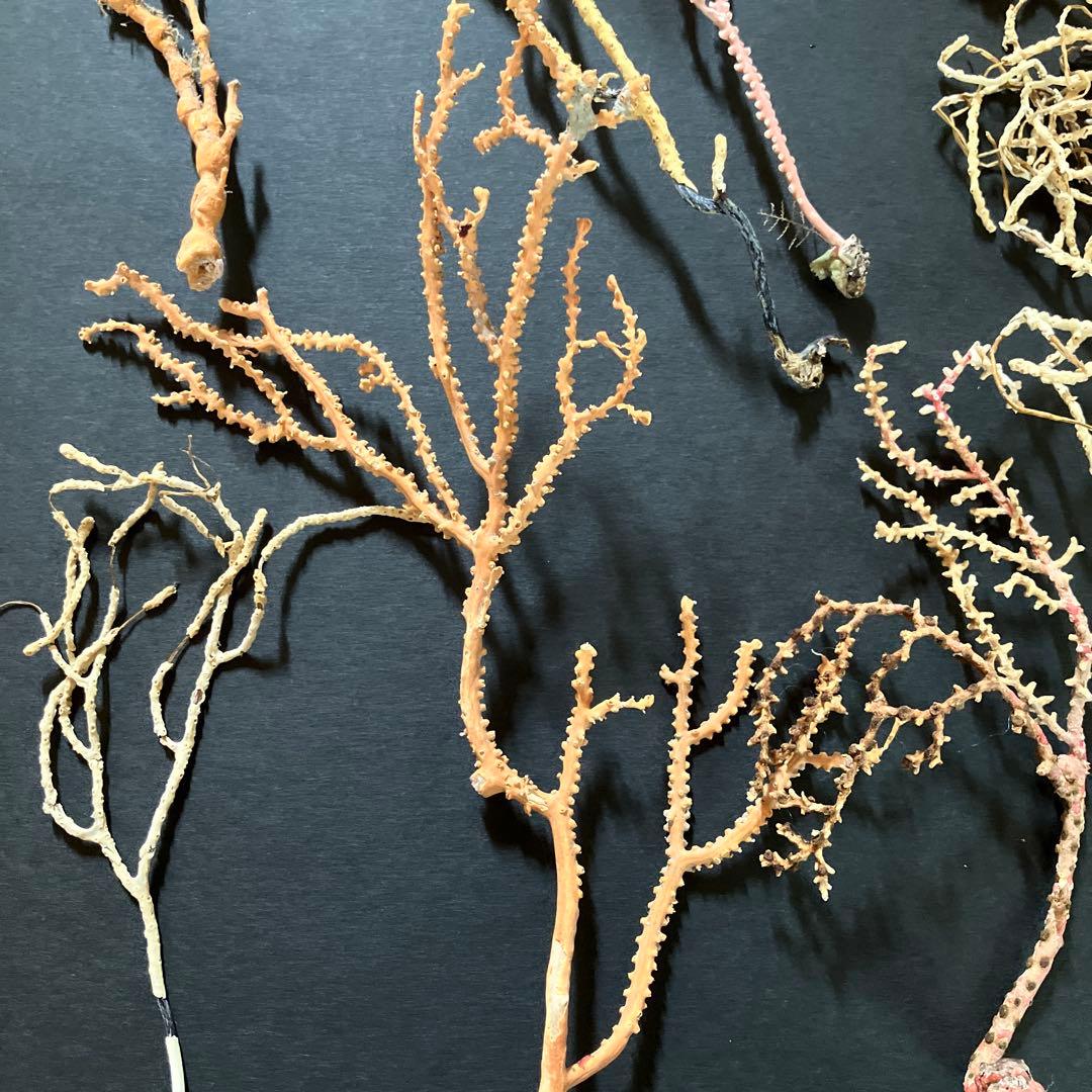 最終値下げ　高知県産珊瑚セット