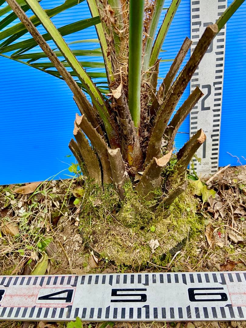 ❺ココスヤシ 超耐寒