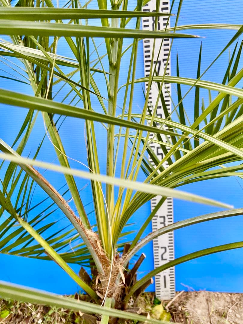 ❺ココスヤシ 超耐寒