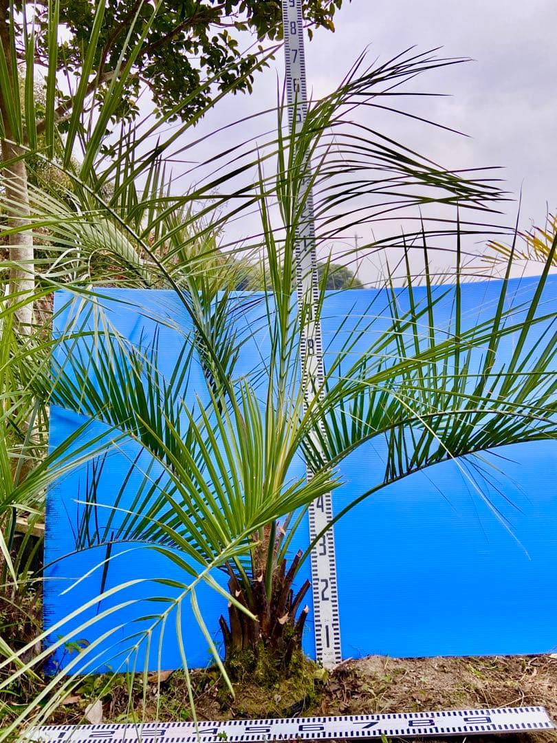 ❺ココスヤシ 超耐寒