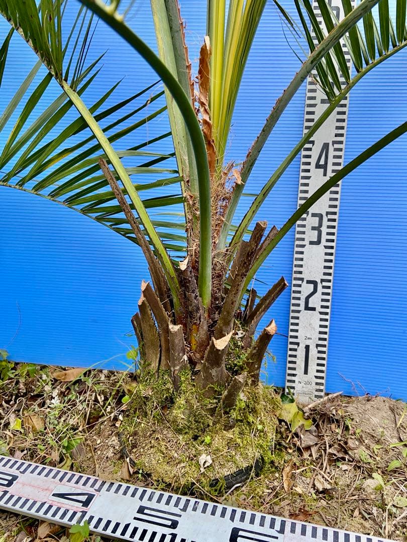 ❺ココスヤシ 超耐寒
