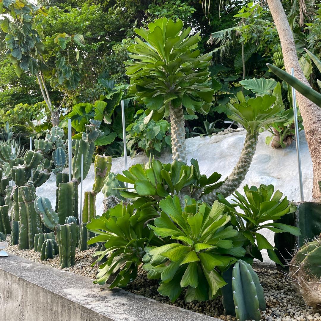 【鉢植え・送料込】ユーフォルビア ユニスピナ 沖縄育ち