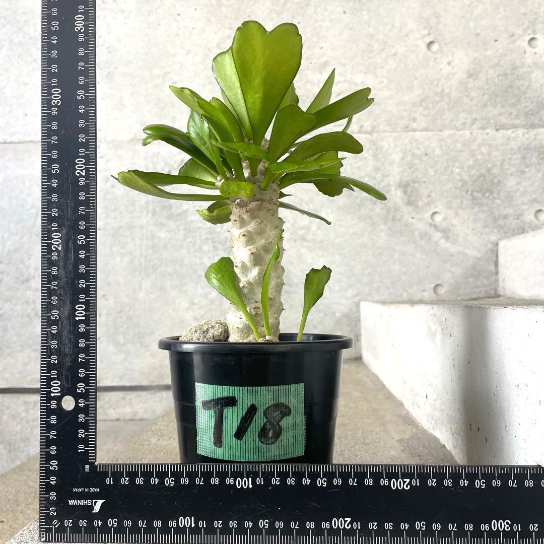 【鉢植え・送料込】ユーフォルビア ユニスピナ 沖縄育ち