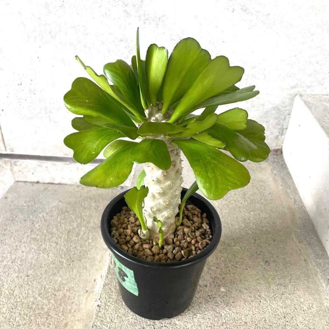 【鉢植え・送料込】ユーフォルビア ユニスピナ 沖縄育ち