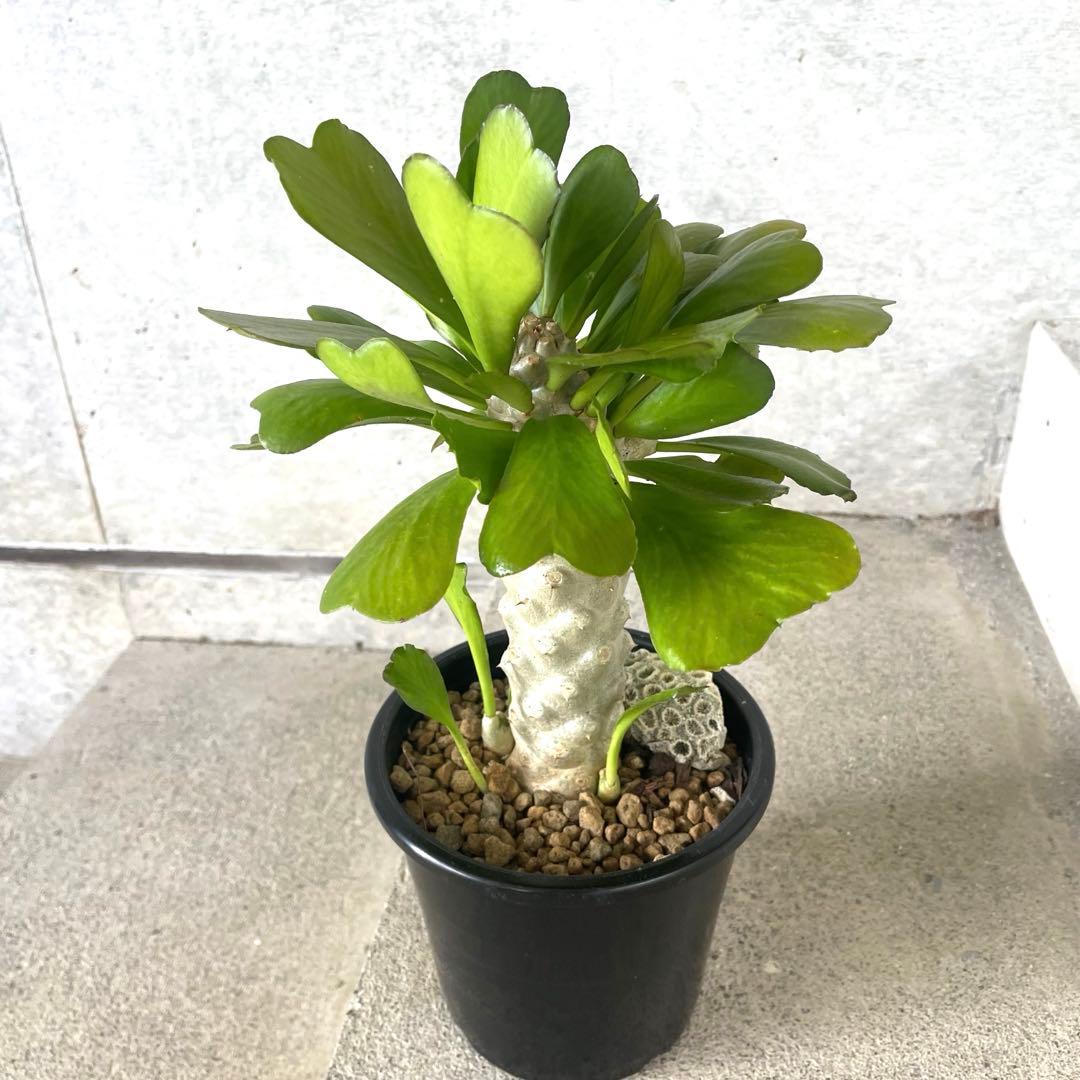 【鉢植え・送料込】ユーフォルビア ユニスピナ 沖縄育ち
