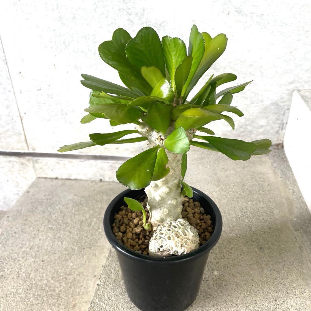 【鉢植え・送料込】ユーフォルビア ユニスピナ 沖縄育ち