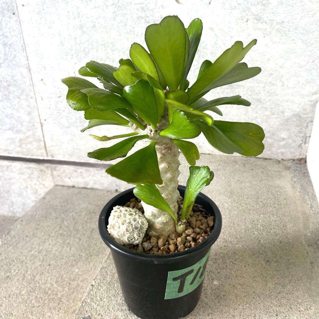 【鉢植え・送料込】ユーフォルビア ユニスピナ 沖縄育ち