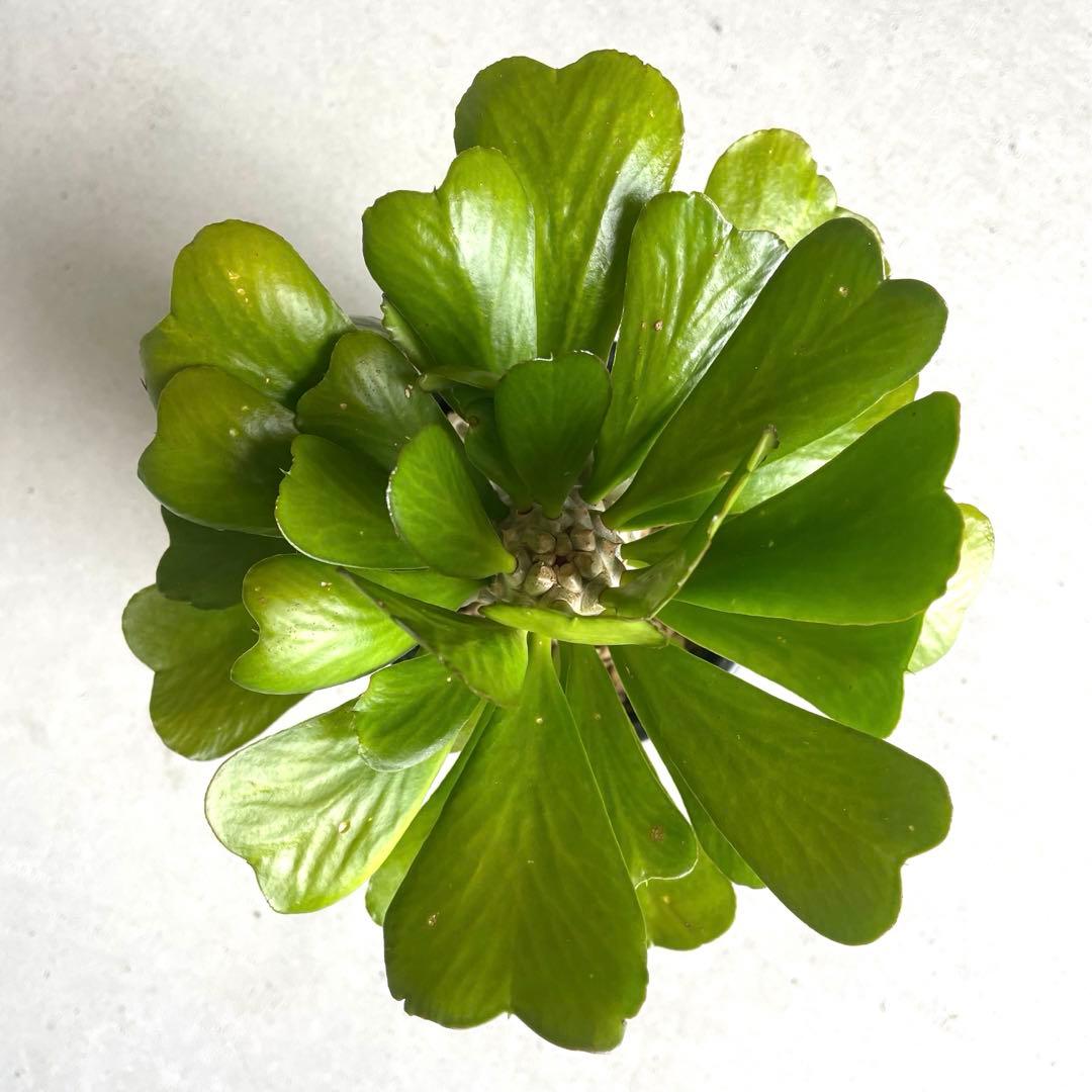 【鉢植え・送料込】ユーフォルビア ユニスピナ 沖縄育ち