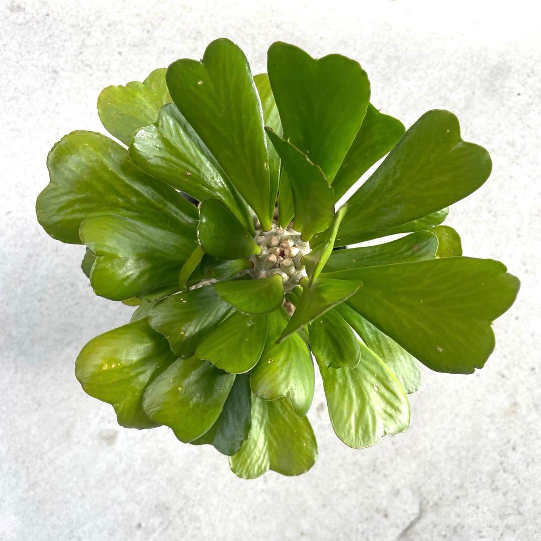 【鉢植え・送料込】ユーフォルビア ユニスピナ 沖縄育ち