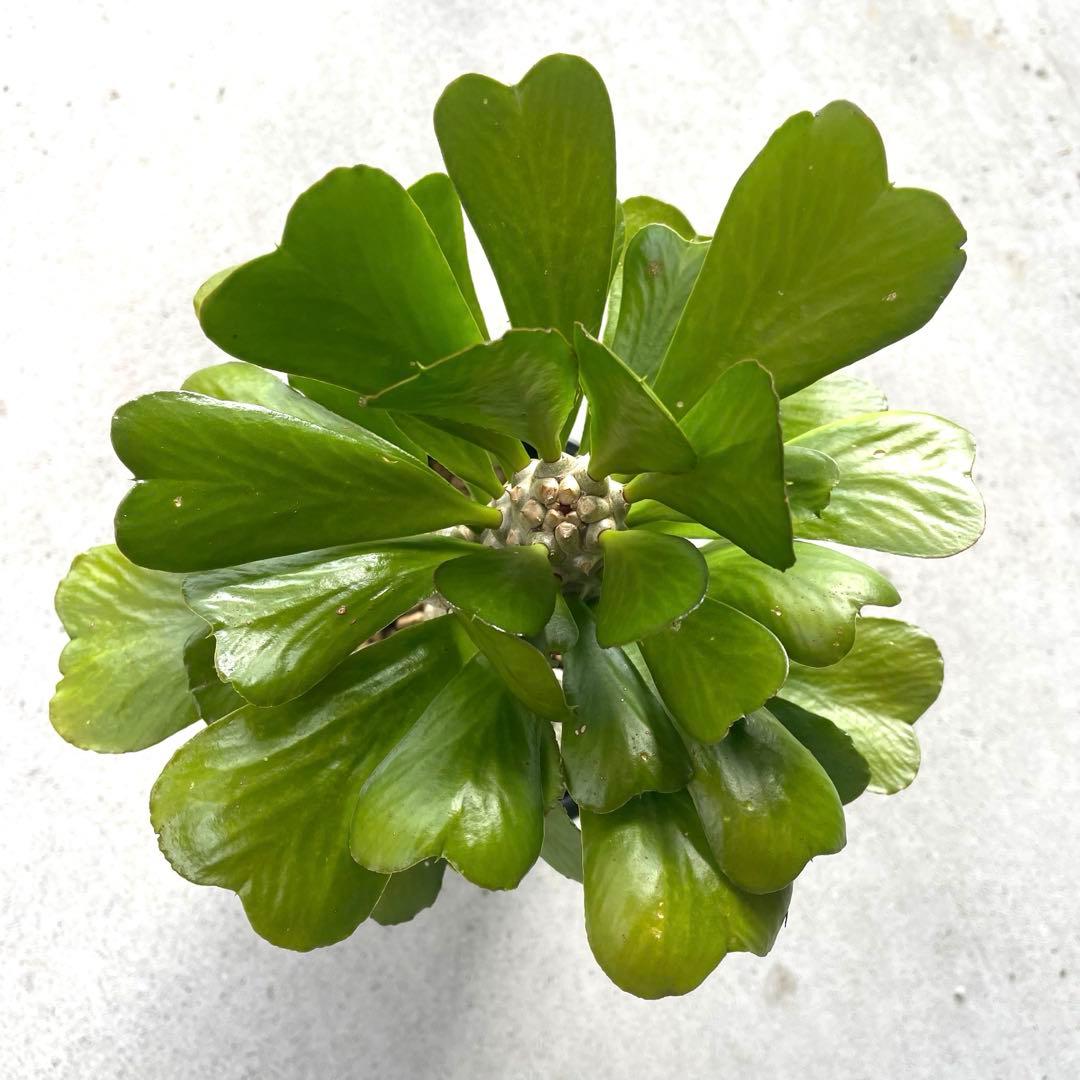 【鉢植え・送料込】ユーフォルビア ユニスピナ 沖縄育ち