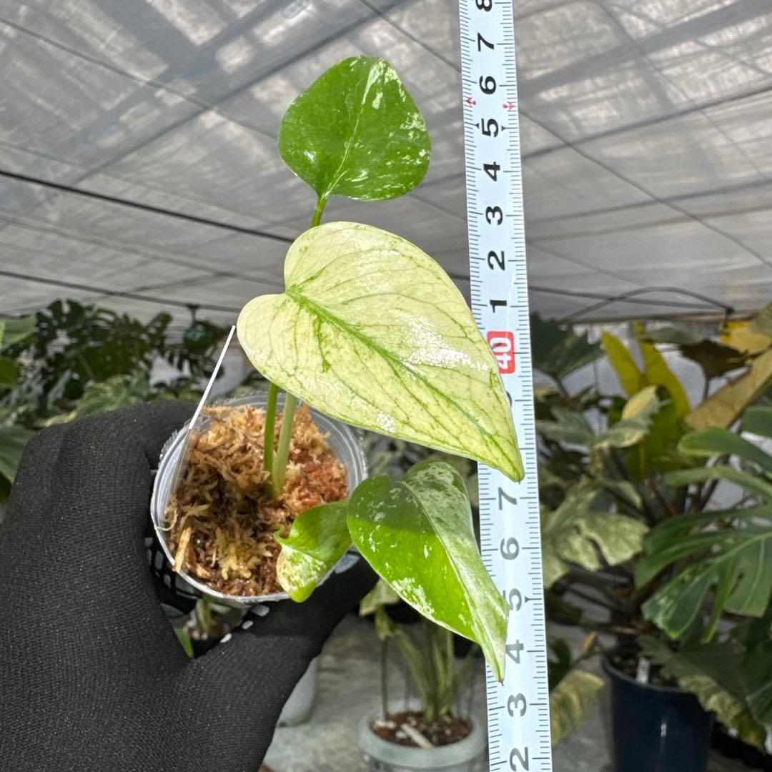 A2モンステラ　デリシオーサ　ミント斑入り　2寸ポリポット　ネコポス発送