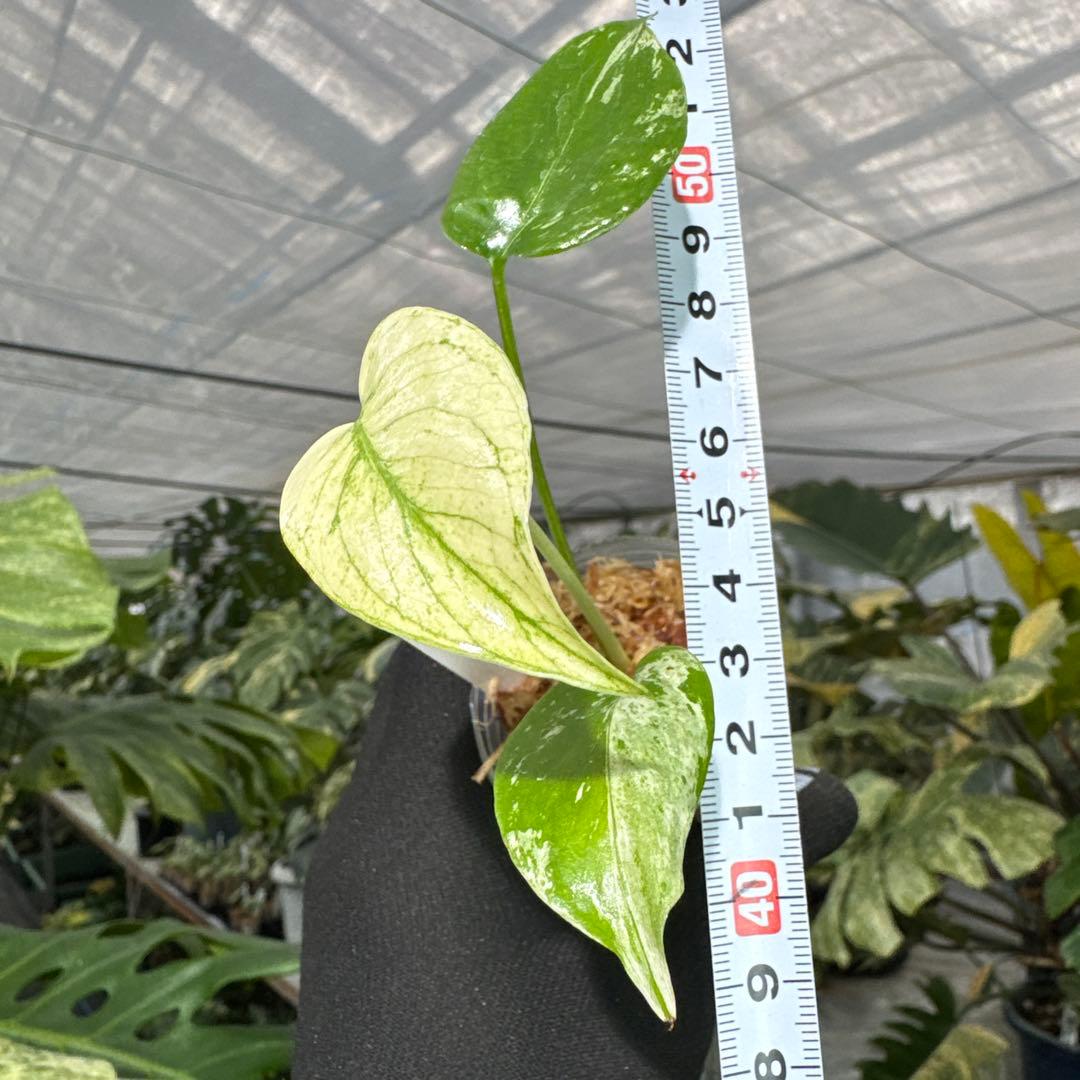 A2モンステラ　デリシオーサ　ミント斑入り　2寸ポリポット　ネコポス発送