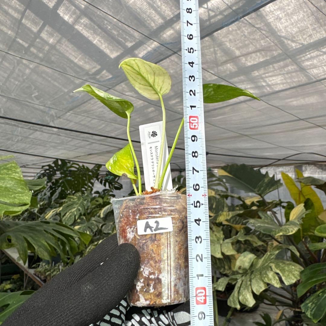 A2モンステラ　デリシオーサ　ミント斑入り　2寸ポリポット　ネコポス発送