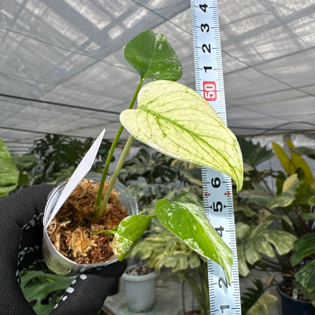 A2モンステラ　デリシオーサ　ミント斑入り　2寸ポリポット　ネコポス発送