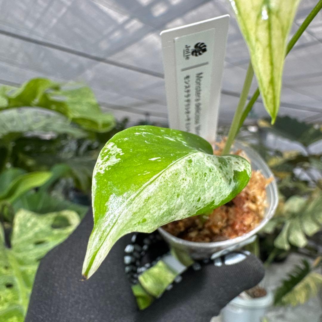 A2モンステラ　デリシオーサ　ミント斑入り　2寸ポリポット　ネコポス発送