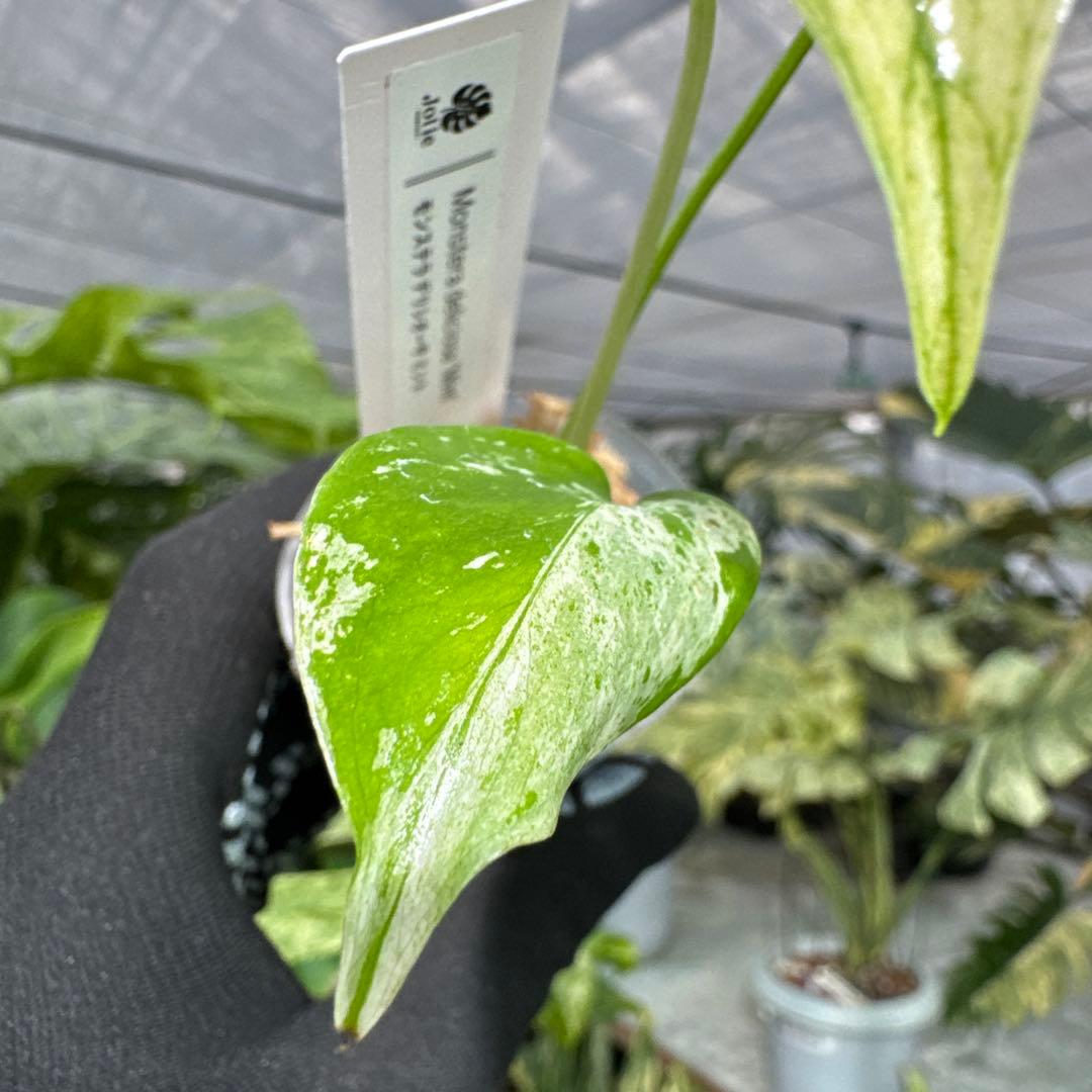 A2モンステラ　デリシオーサ　ミント斑入り　2寸ポリポット　ネコポス発送