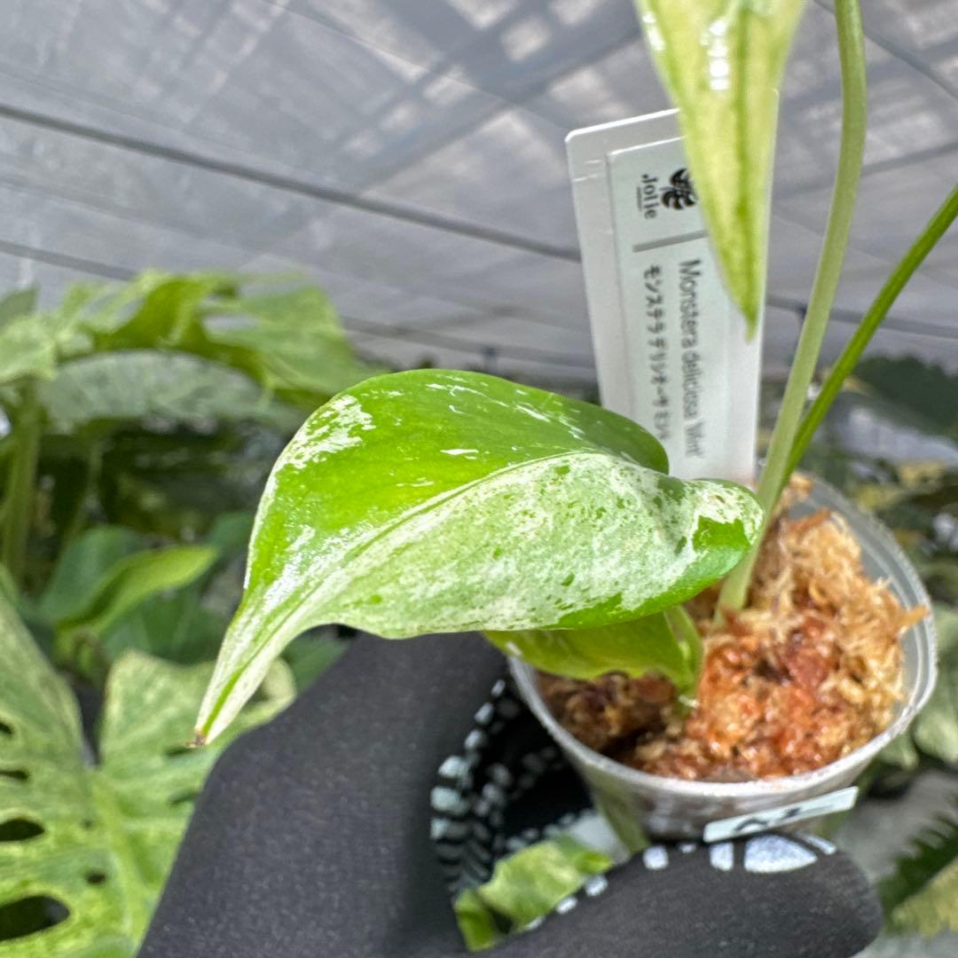 A2モンステラ　デリシオーサ　ミント斑入り　2寸ポリポット　ネコポス発送