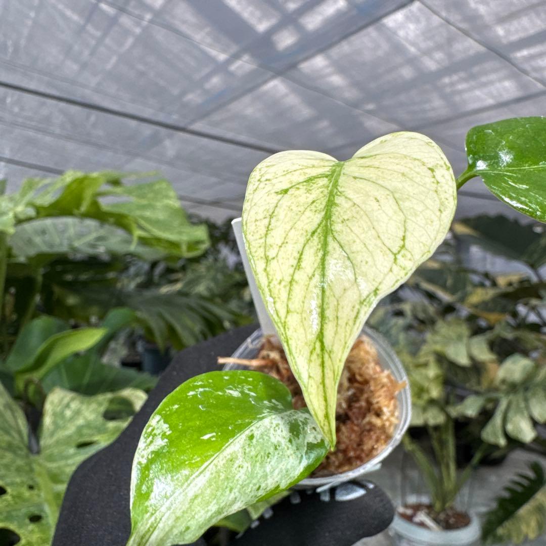 A2モンステラ　デリシオーサ　ミント斑入り　2寸ポリポット　ネコポス発送