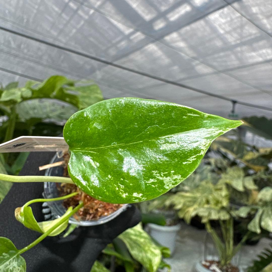 A2モンステラ　デリシオーサ　ミント斑入り　2寸ポリポット　ネコポス発送