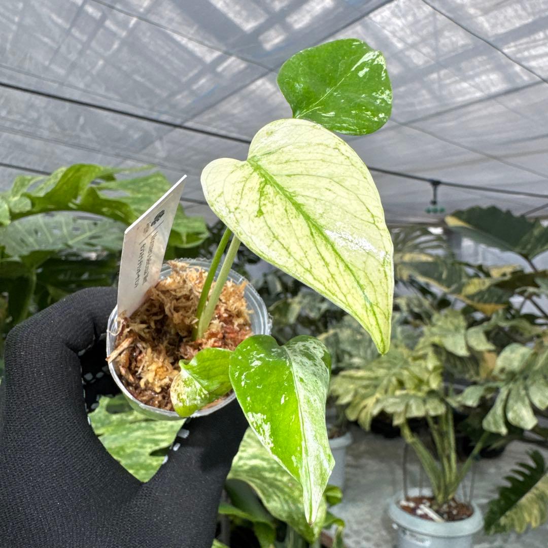 A2モンステラ　デリシオーサ　ミント斑入り　2寸ポリポット　ネコポス発送