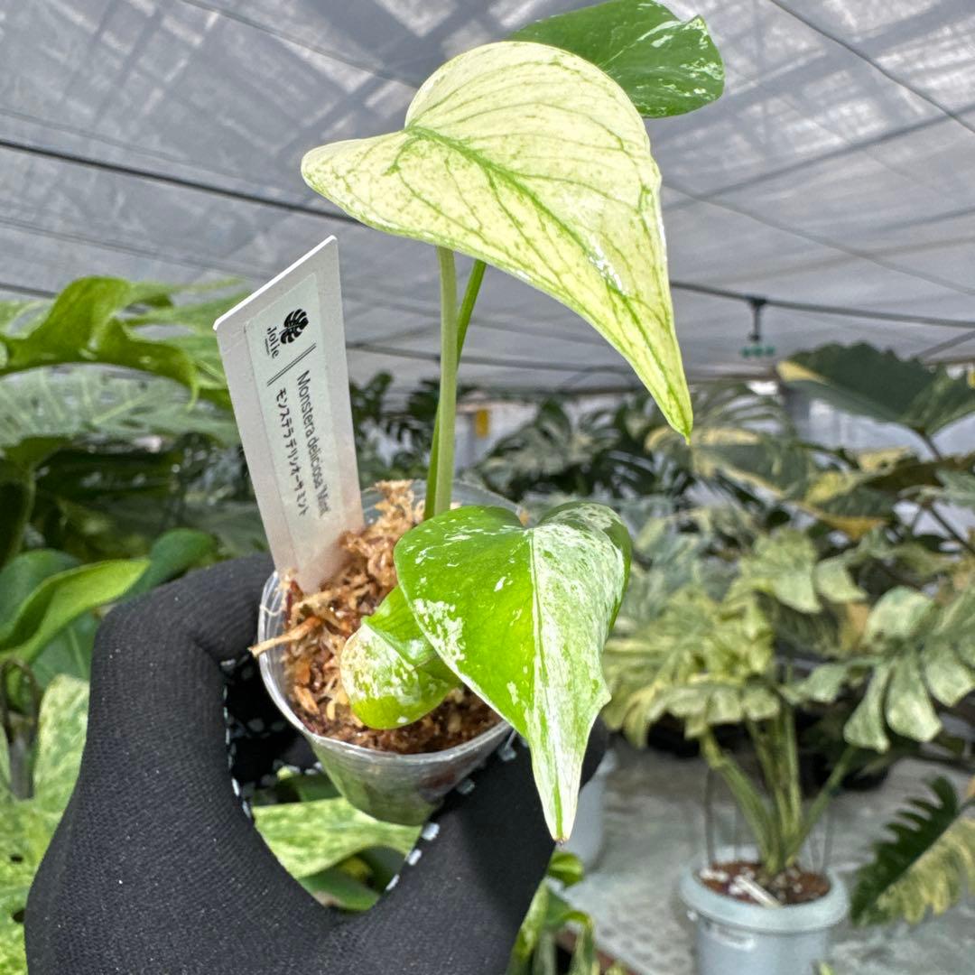 A2モンステラ　デリシオーサ　ミント斑入り　2寸ポリポット　ネコポス発送