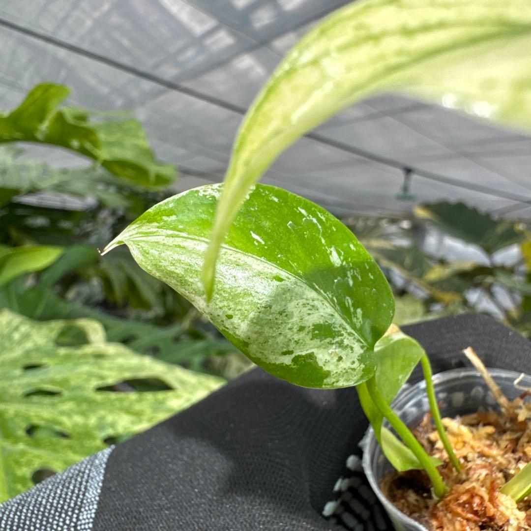 A2モンステラ　デリシオーサ　ミント斑入り　2寸ポリポット　ネコポス発送