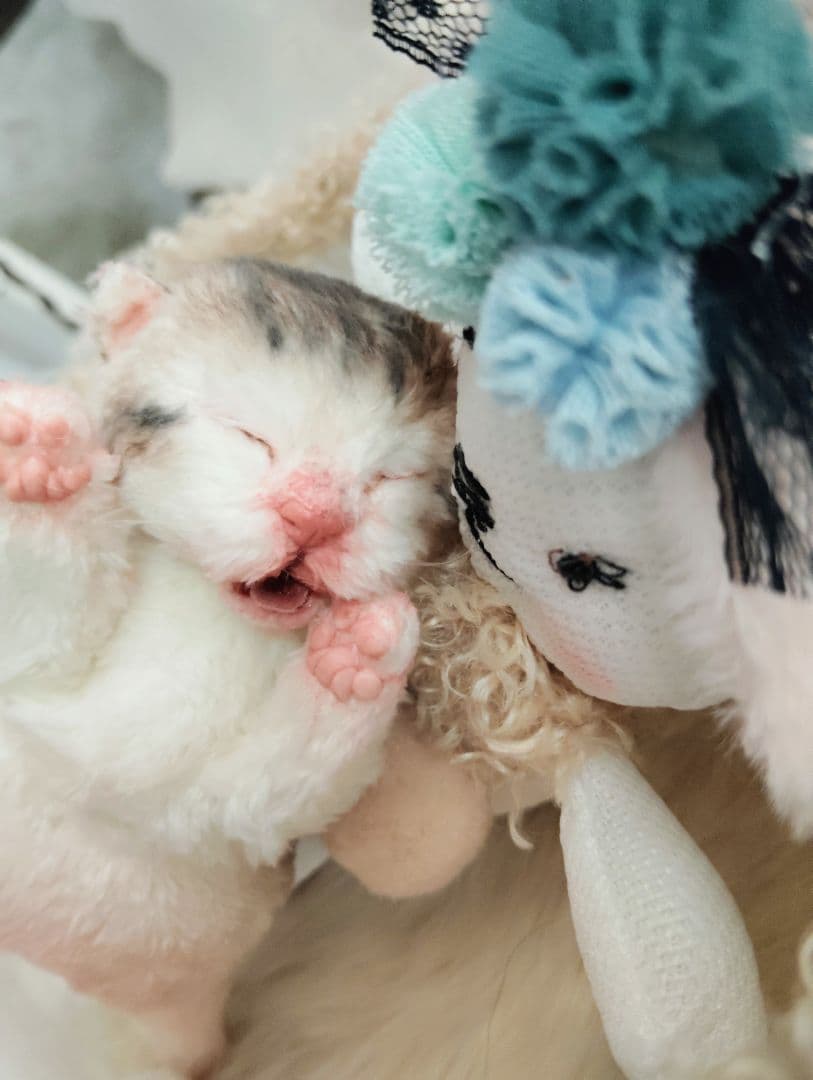 お世話してね❤生後１日子猫ちゃん♡バスケットとクマたん♡アートドール♡ぬいぐるみ