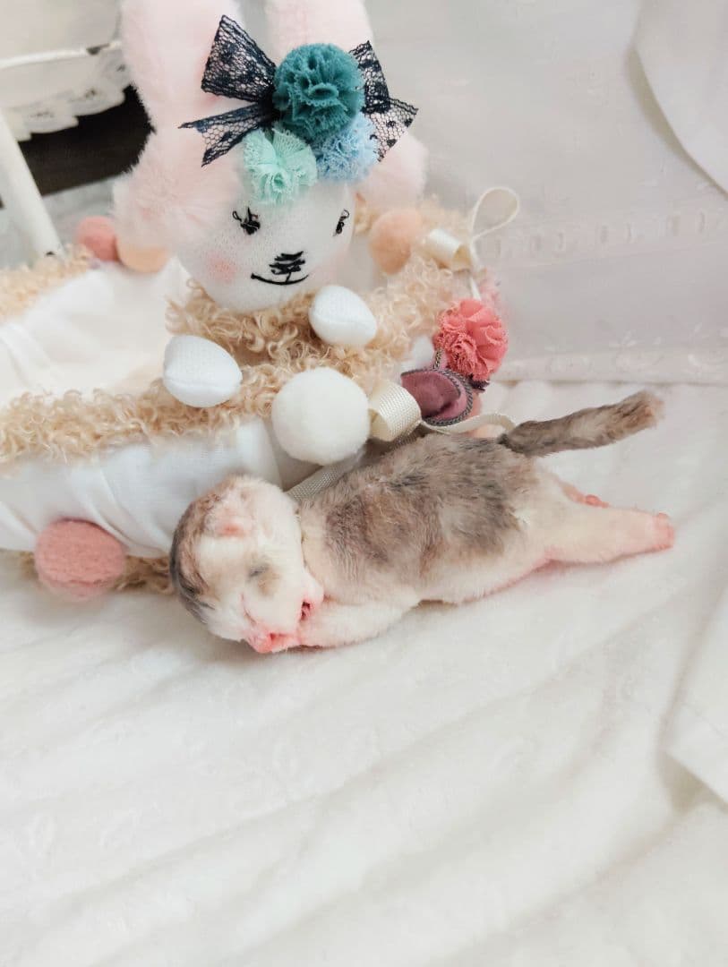 お世話してね❤生後１日子猫ちゃん♡バスケットとクマたん♡アートドール♡ぬいぐるみ