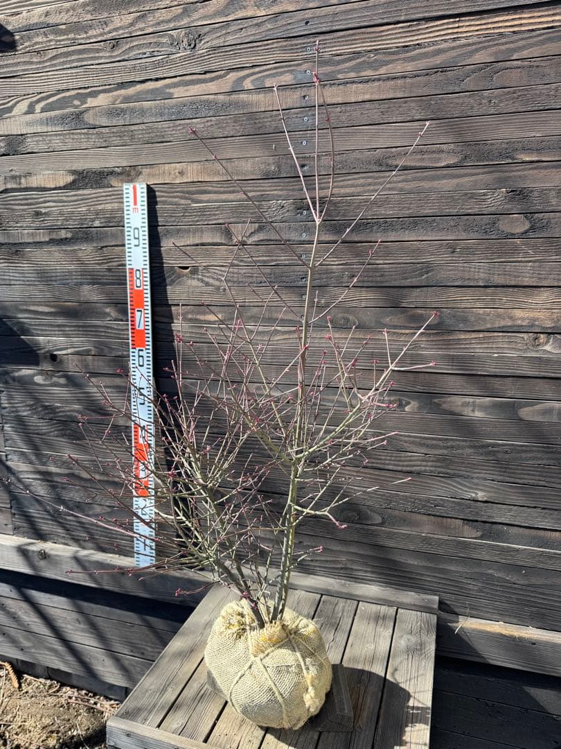 吊り花（ツリバナ）アメリカーナ【現品発送】管理80057