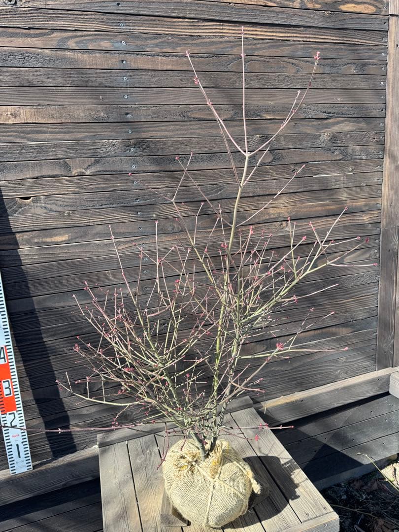 吊り花（ツリバナ）アメリカーナ【現品発送】管理80057