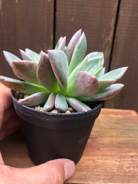 専用ページです(^○^)