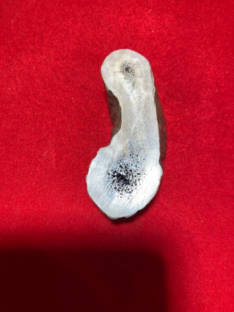 骸骨　正司斎共箱　根付け